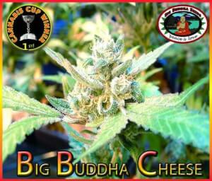 Big Buddha Cheese 